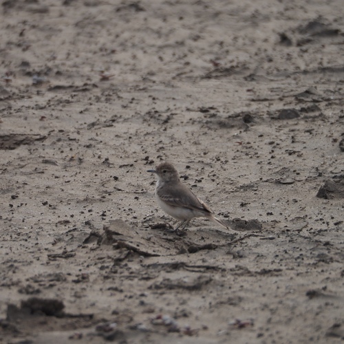 Coastal Miner (Geositta peruviana), photo 7