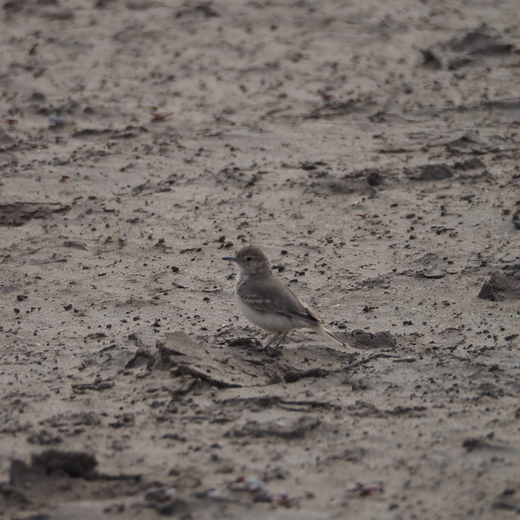 Coastal Miner (Geositta peruviana), photo 7