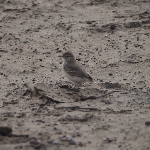 Coastal Miner (Geositta peruviana), photo 8