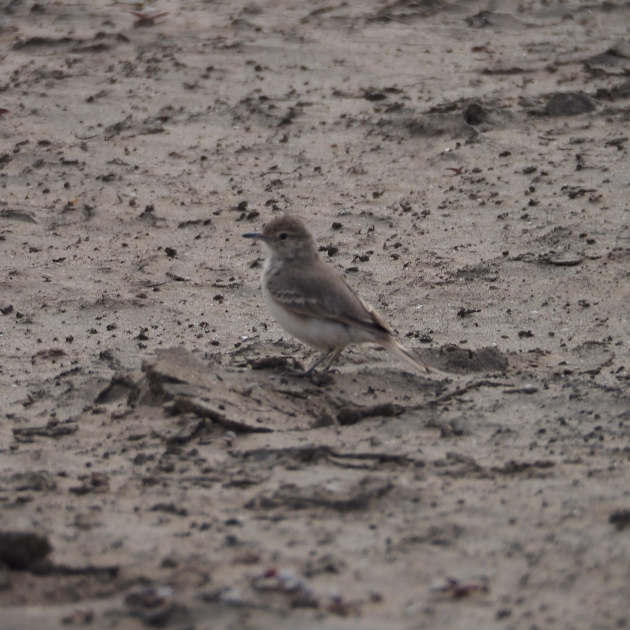 Coastal Miner (Geositta peruviana), photo 8