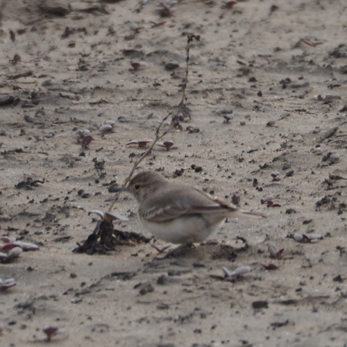 Coastal Miner (Geositta peruviana), photo 10