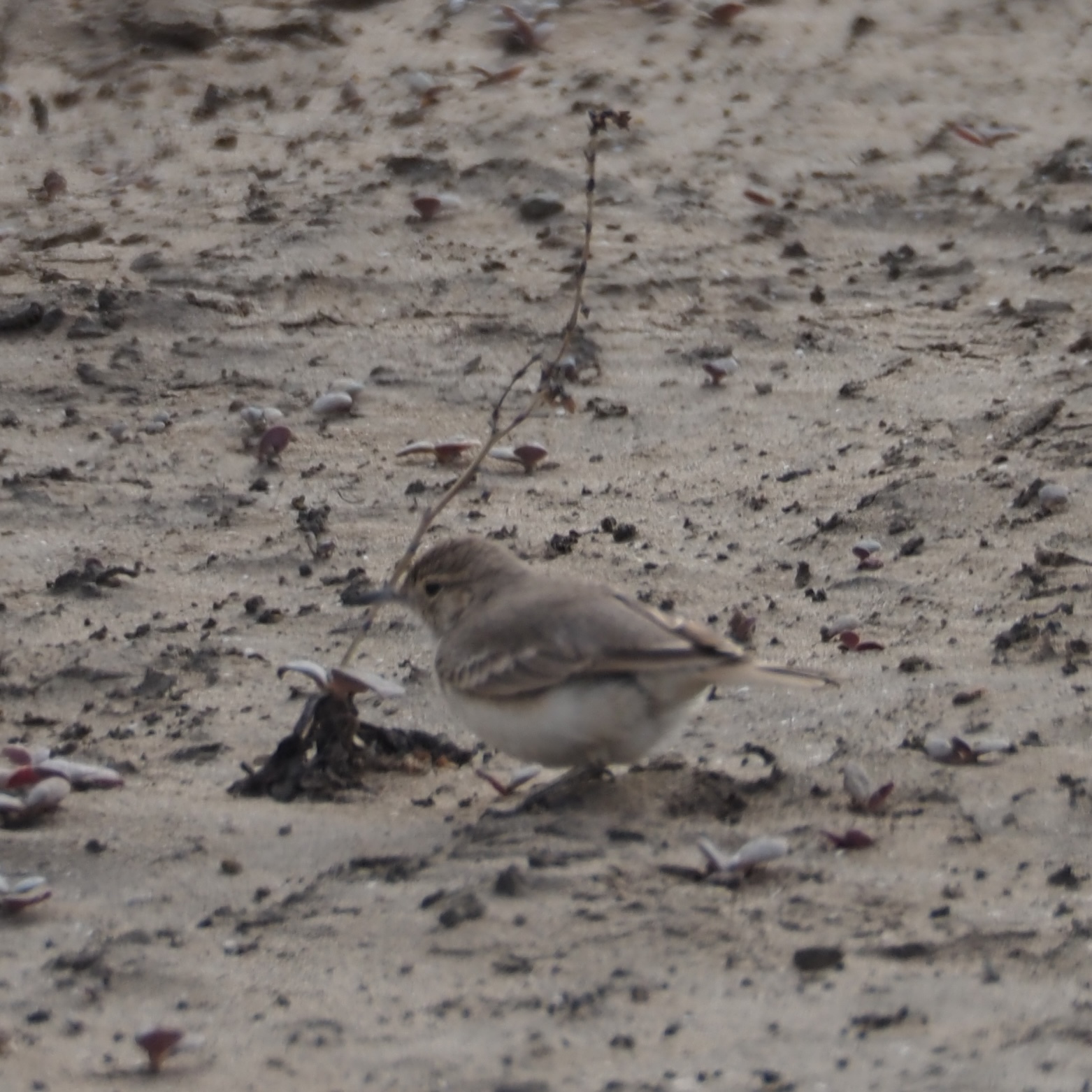 Coastal Miner (Geositta peruviana), photo 9