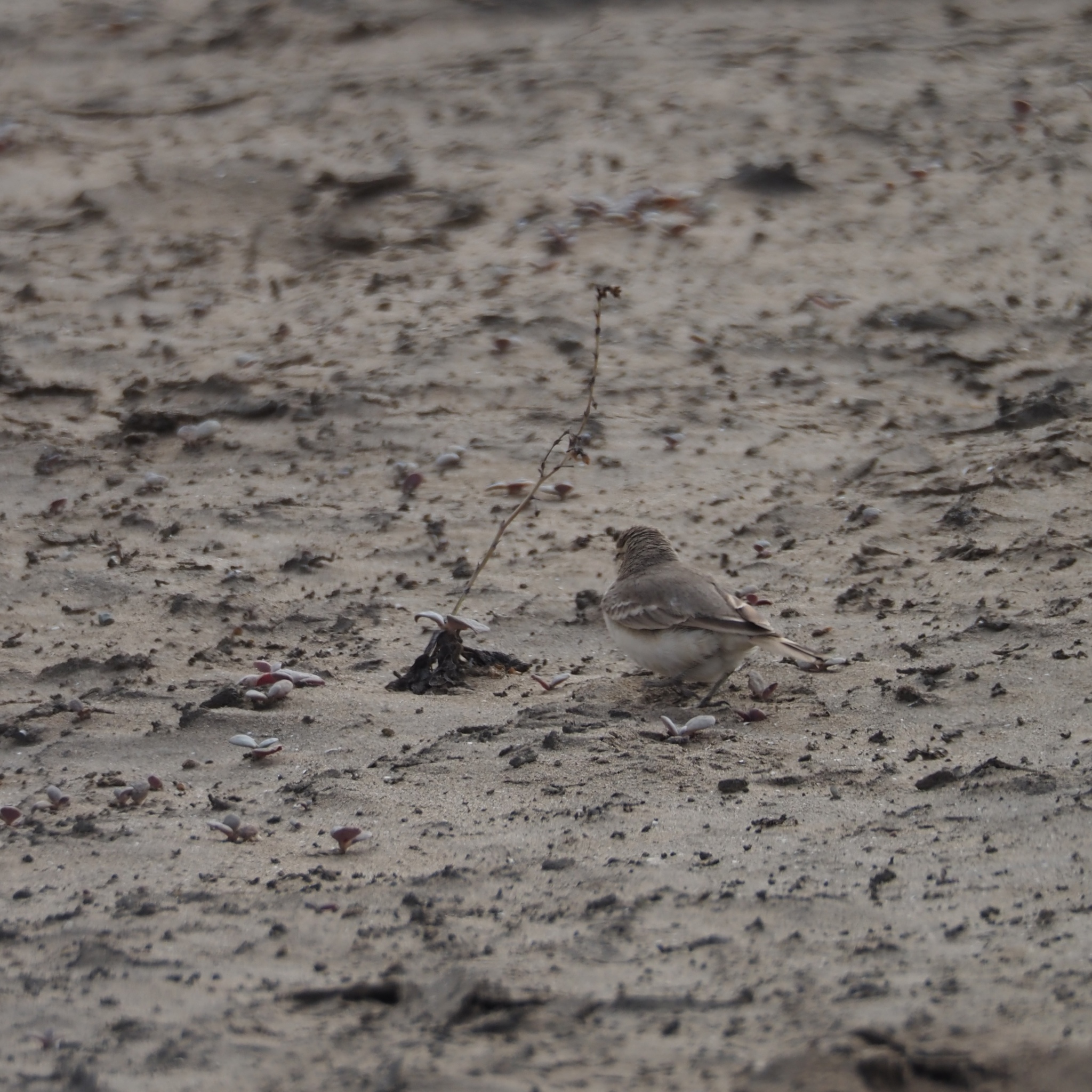 Coastal Miner (Geositta peruviana), photo 10
