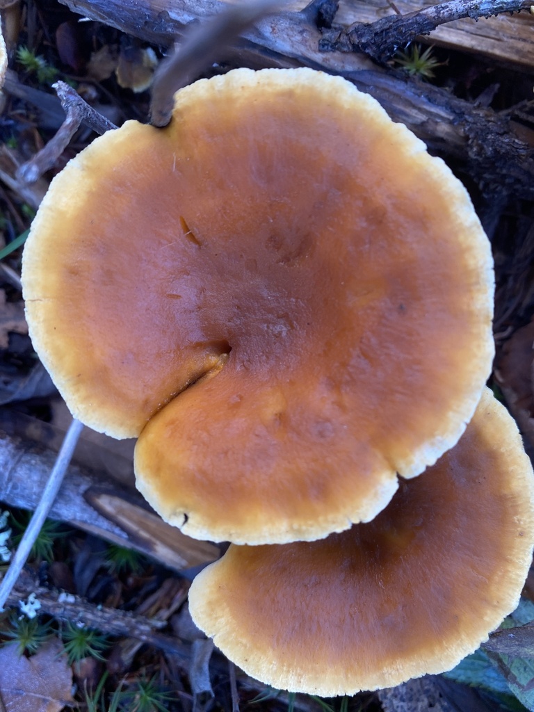 Hygrophoropsis aurantiaca · November 2025 · photo: © pei-ott (iNaturalist, cc-by)