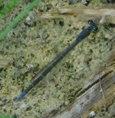 Ischnura denticollis