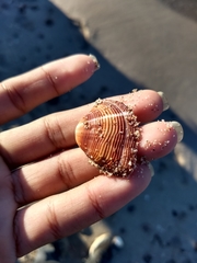 Lamelliconcha concinna