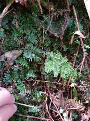 Trichomanes strictum