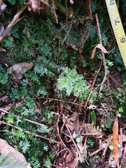 Trichomanes strictum