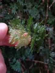 Trichomanes strictum