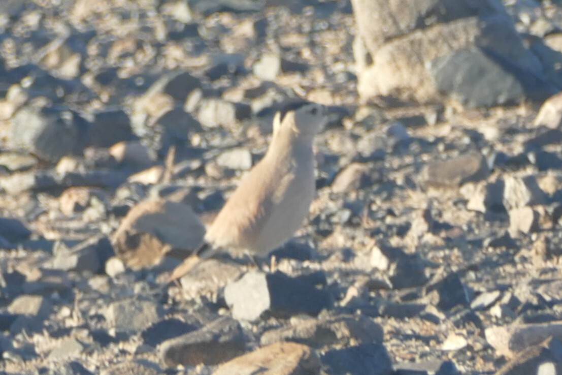 Mongolian Ground Jay (Podoces hendersoni), photo 2