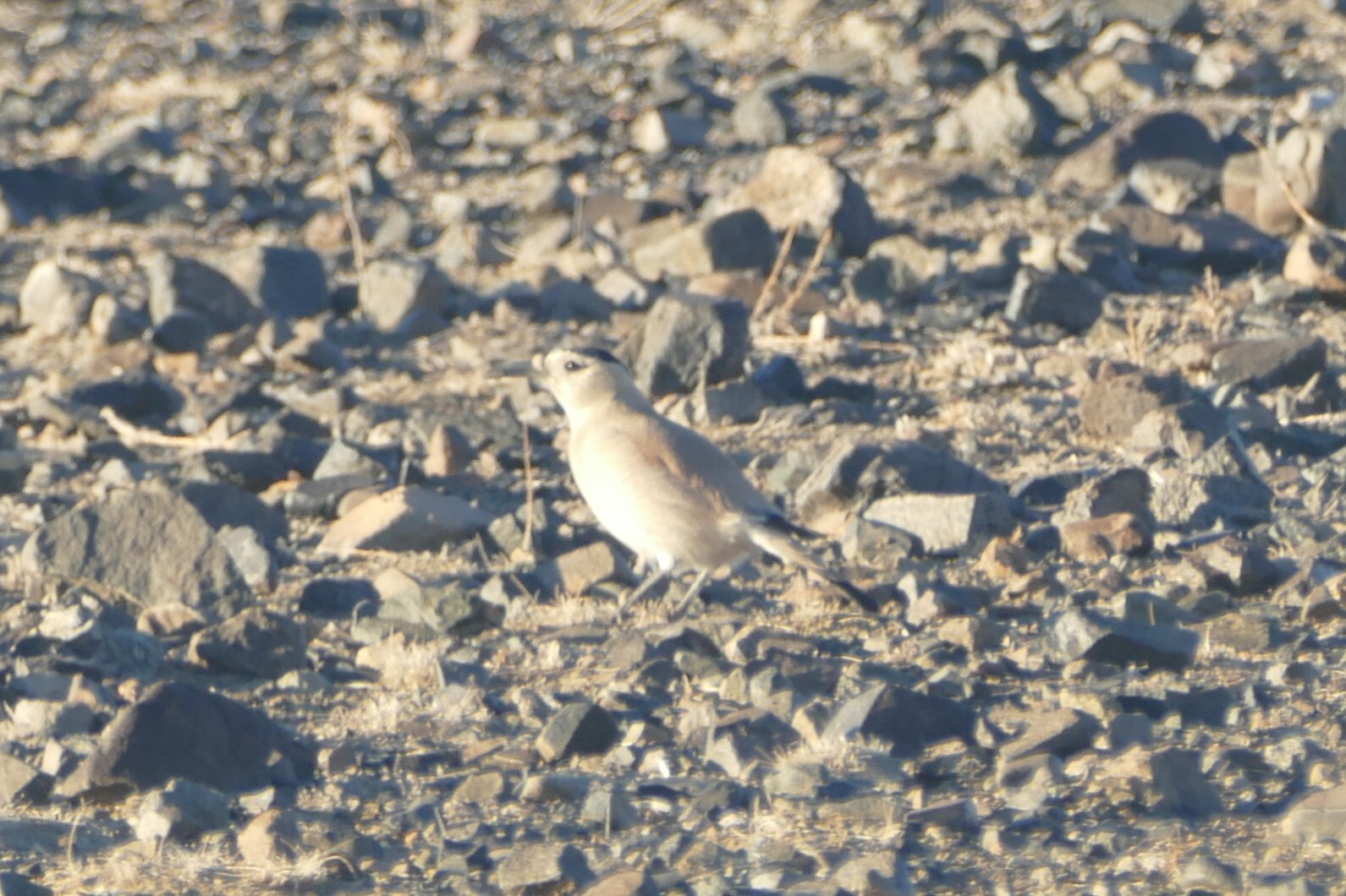 Mongolian Ground Jay (Podoces hendersoni), photo 3