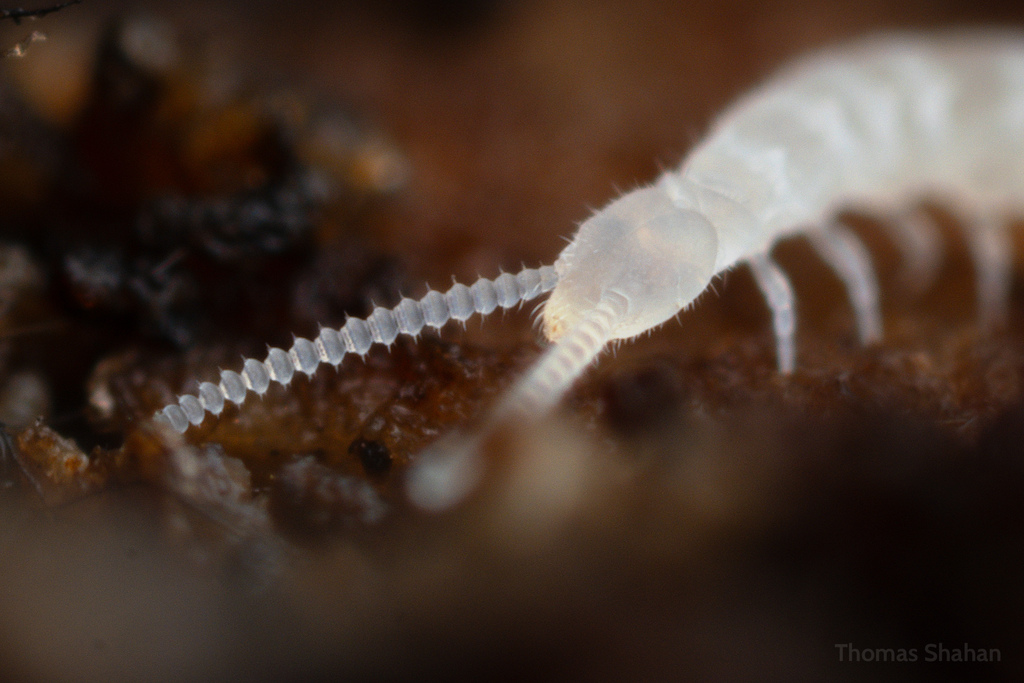 Scolopendrellidae