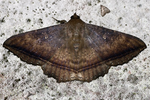 Hulodes caranea