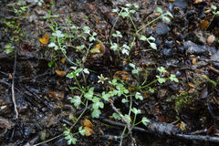 Ranunculus ternatifolius