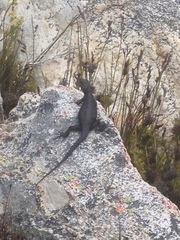 Hemicordylus capensis