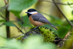 Pere David's Tit photo 2