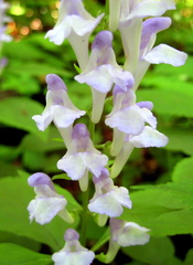 Scutellaria serrata