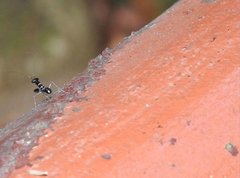 Odontomantis sinensis