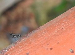 Odontomantis sinensis