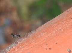 Odontomantis sinensis