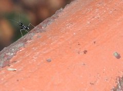 Odontomantis sinensis