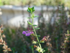 Teucrium lucidrys