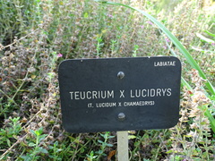 Teucrium lucidrys