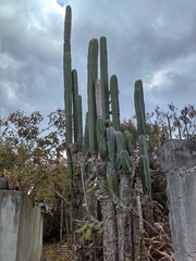 Lophocereus marginatus