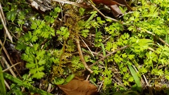Chaerophyllum colensoi