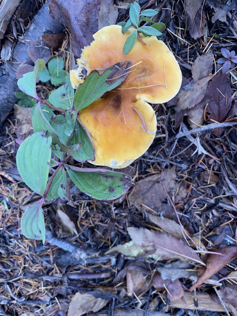 Hygrophoropsis aurantiaca · November 2025 · photo: © pei-ott (iNaturalist, cc-by)
