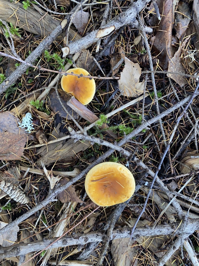 Hygrophoropsis aurantiaca · November 2025 · photo: © pei-ott (iNaturalist, cc-by)