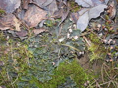 Peltigera ponojensis
