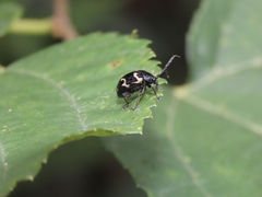 Gallerucida bifasciata