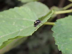 Gallerucida bifasciata