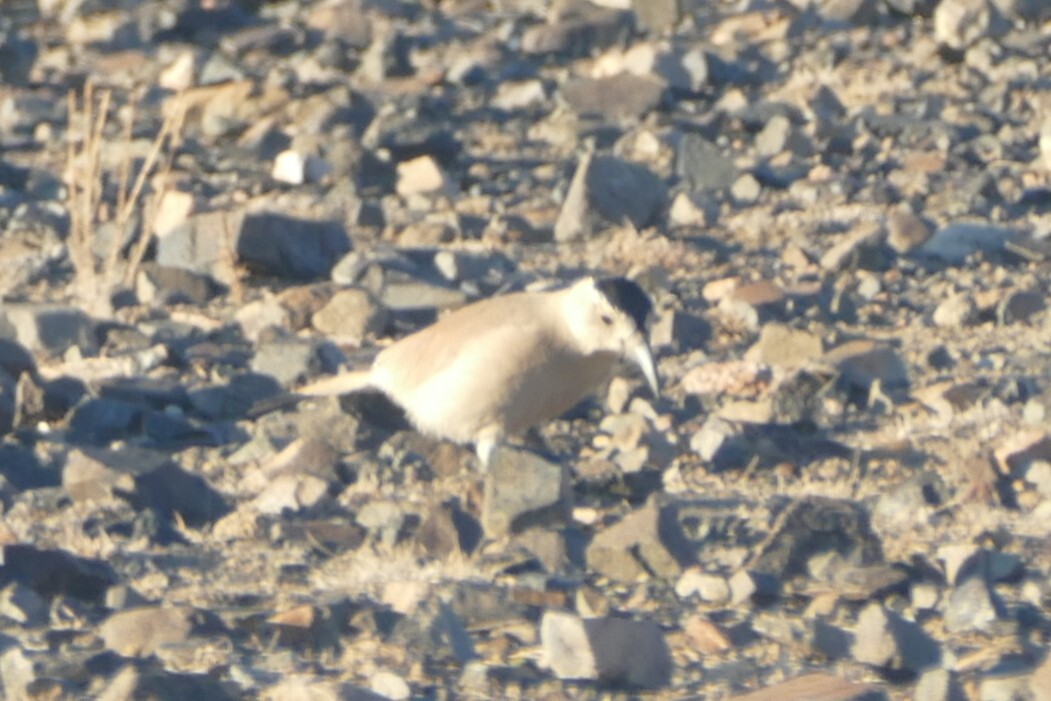 Mongolian Ground Jay (Podoces hendersoni), photo 9