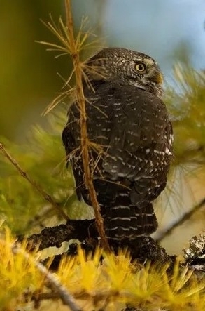 View observation of {o.common_name} on iNaturalist