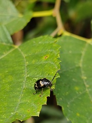Gallerucida bifasciata