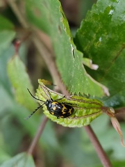 Gallerucida bifasciata
