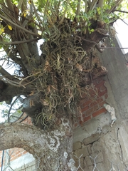 Tillandsia caput-medusae