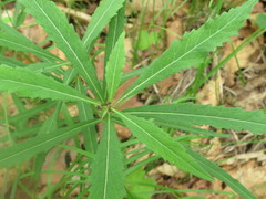 Adenophora triphylla