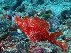 Rhinopias eschmeyeri