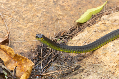 Common Tree Snake sighting