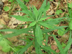 Adenophora triphylla