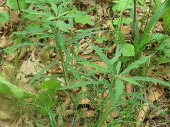 Adenophora triphylla