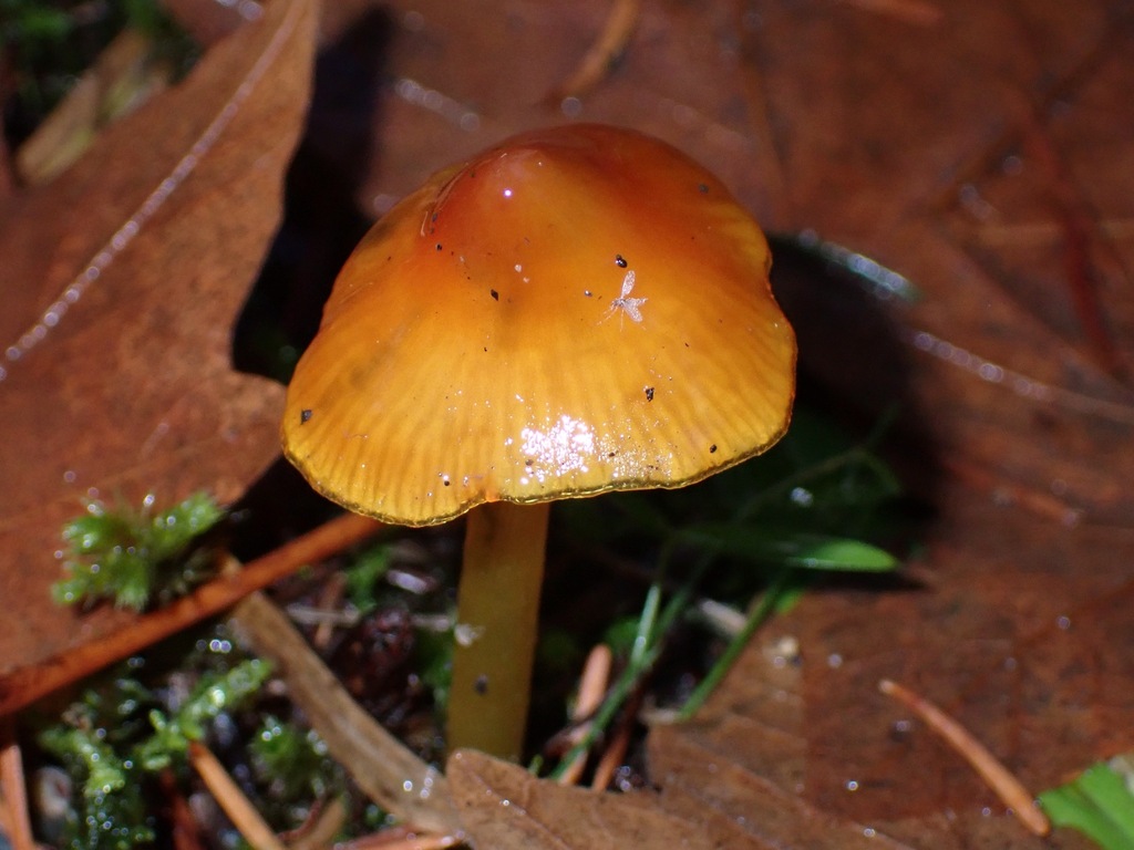 Hygrocybe sp. 'singeri-CA01'