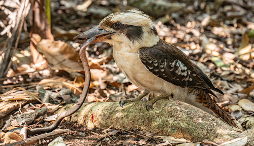 Blind snakes sighting