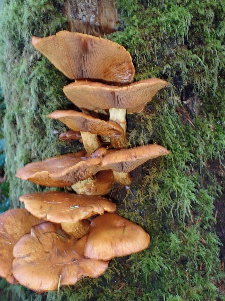 Gymnopilus ventricosus · November 2025 · photo: © enspring (iNaturalist, cc0)