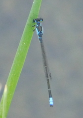 Ischnura damula