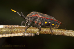 Dinidor mactabilis