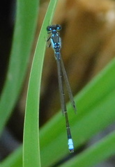 Ischnura damula